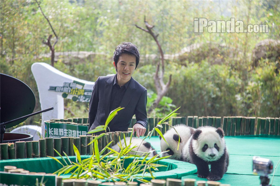 Triplés pandas : Kuku, Shuaishuai et Mengmeng en véritables stars