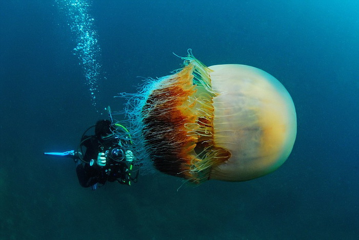 Japon : à la rencontre des géantes des mers 