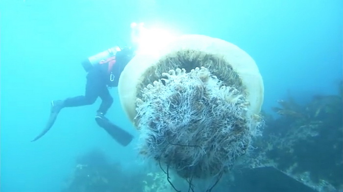 Japon : à la rencontre des géantes des mers 