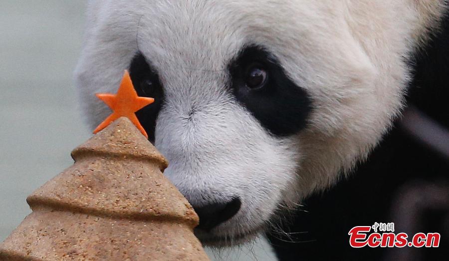 Tian Tian (Chouchou), la femelle panda géant originaire de Chine s’apprête à déguster un superbe gateau en forme de sapin de No?l préparé spécialement pour elle, mercredi 17 décembre au le zoo d'Edimbourg (Ecosse).