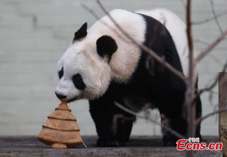 Tian Tian (Chouchou), la femelle panda géant originaire de Chine  déguste un superbe gateau en forme de sapin de No?l préparé spécialement pour elle, mercredi 17 décembre au le zoo d'Edimbourg (Ecosse).