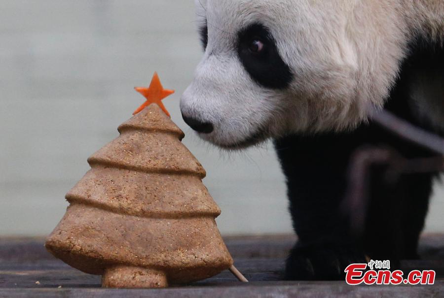 Tian Tian (Chouchou), la femelle panda géant originaire de Chine s’apprête à déguster un superbe gateau en forme de sapin de No?l préparé spécialement pour elle, mercredi 17 décembre au le zoo d'Edimbourg (Ecosse).