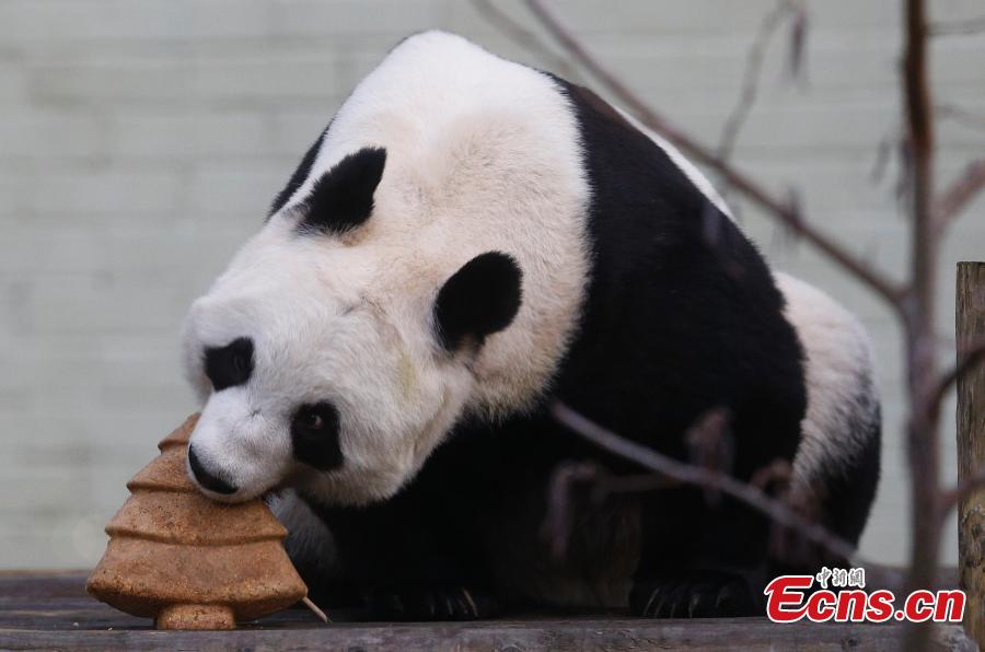 Tian Tian (Chouchou), la femelle panda géant originaire de Chine  déguste un superbe gateau en forme de sapin de No?l préparé spécialement pour elle, mercredi 17 décembre au le zoo d'Edimbourg (Ecosse).