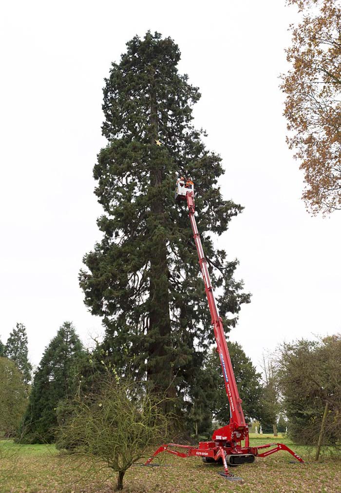 Un arbre de No?l de 158 ans