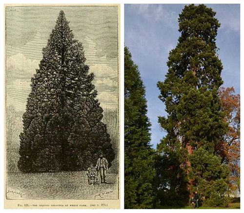 Un arbre de No?l de 158 ans