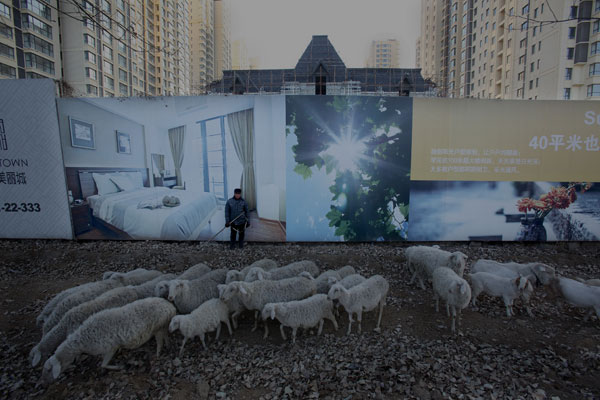 Un villageois fait pa?tre ses moutons sur un chantier de construction dans le district de Tongzhou (banlieue de Beijng), le 16 décembre 2014.