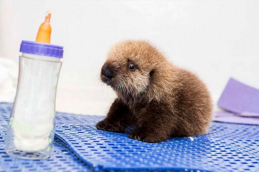 Un bébé loutre orphelin à l’aquarium à Chicago