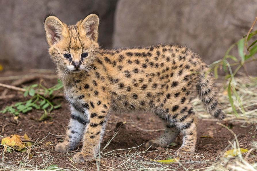 Ces bébés animaux qui nous font craquer 