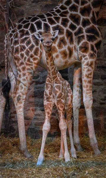 Ces bébés animaux qui nous font craquer 