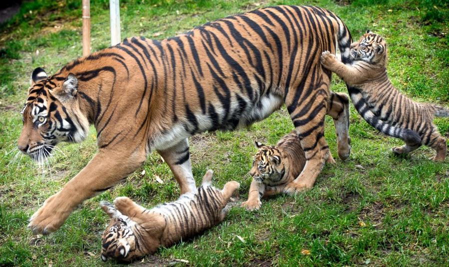 Ces bébés animaux qui nous font craquer 