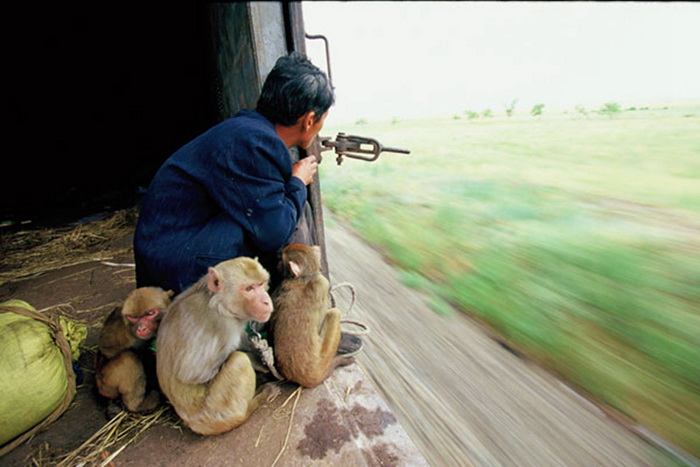 Yang Lingui regarde le paysage à l’extérieur d’un train avec ses singes à c?té de lui.