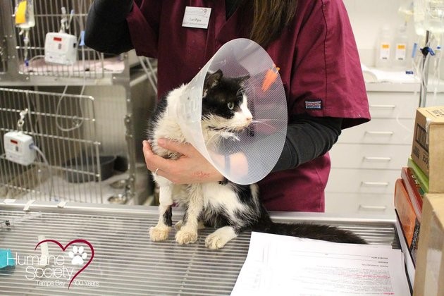 Un chat sort de sa tombe cinq jours après avoir été enterré