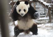 La danse d'un panda dans la neige