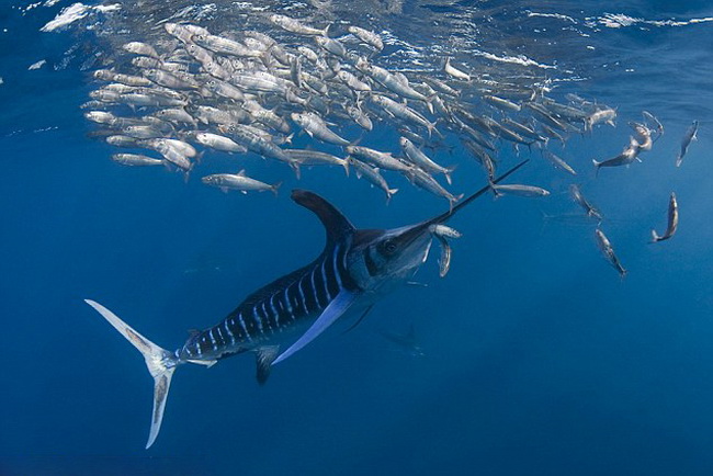 Des Marlins en chasse