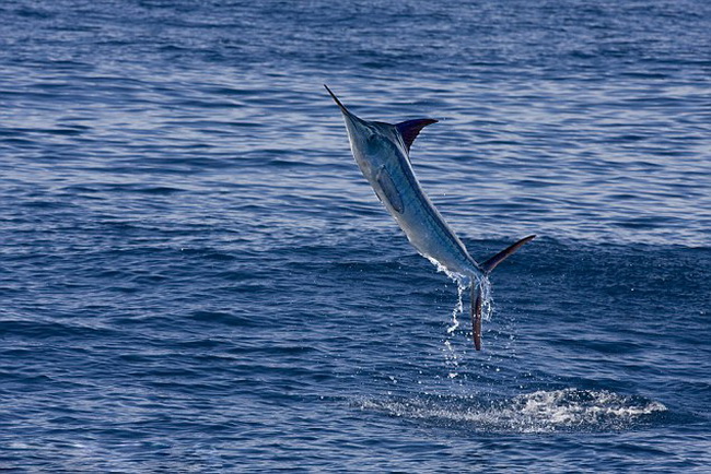 Des Marlins en chasse