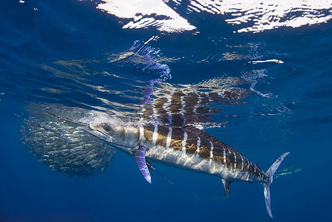 Des Marlins en chasse