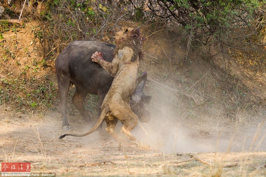 Images : Un buffle tue un lion