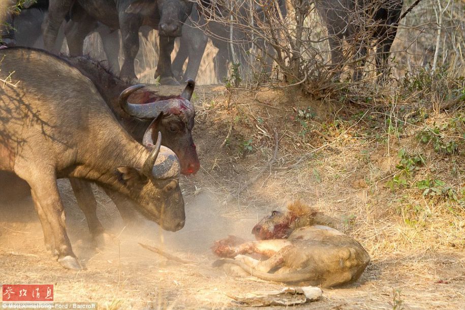 Images : Un buffle tue un lion