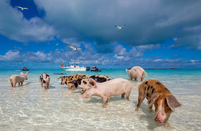 La vie heureuse des cochons des ?les Bahamas