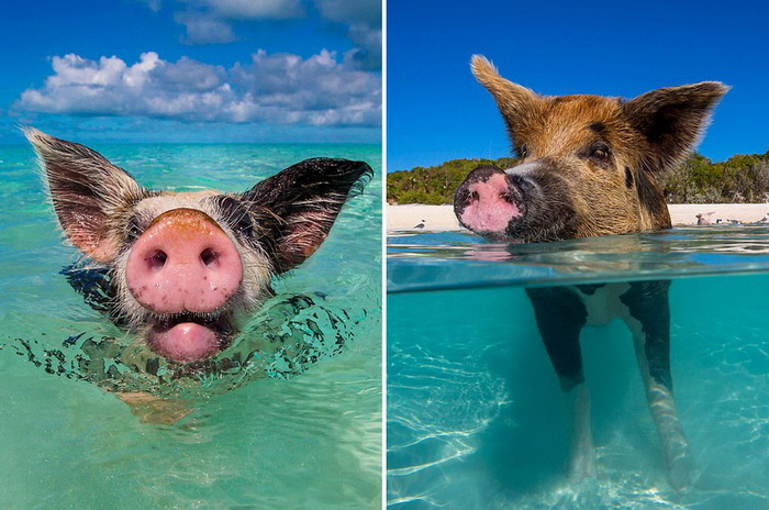 La vie heureuse des cochons des ?les Bahamas