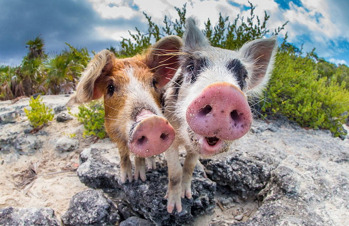 La vie heureuse des cochons des ?les Bahamas