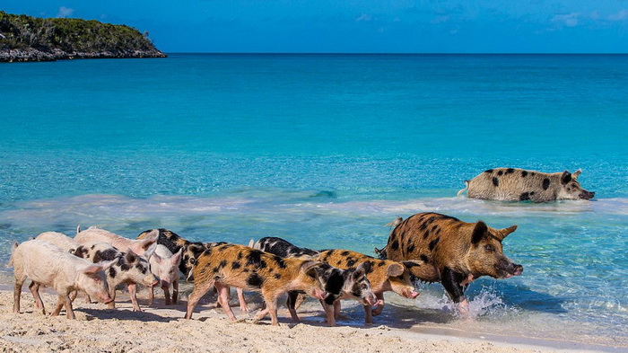 La vie heureuse des cochons des ?les Bahamas