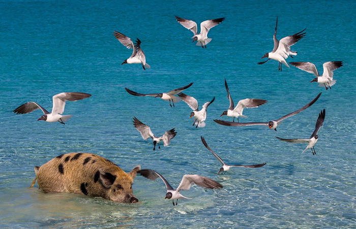 La vie heureuse des cochons des ?les Bahamas