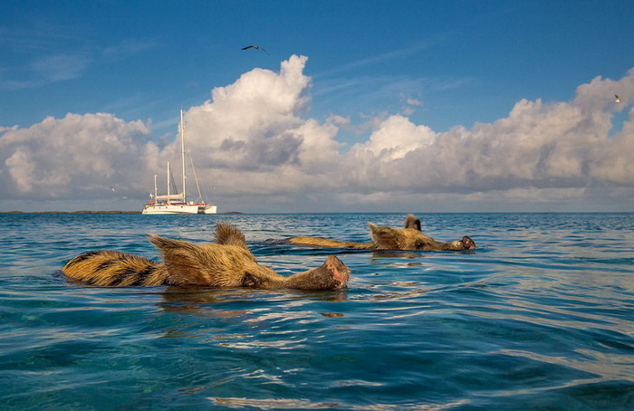 La vie heureuse des cochons des ?les Bahamas