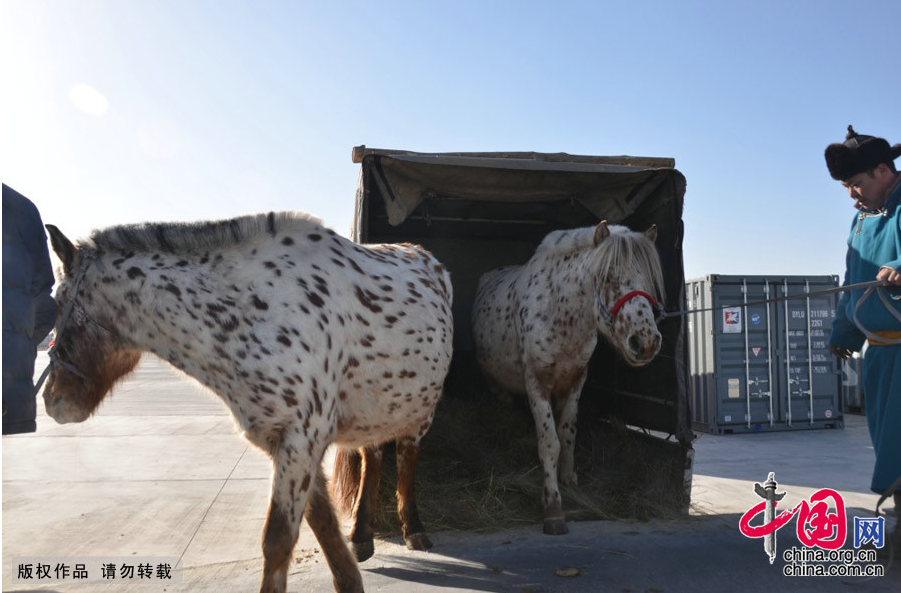 Alta? et Kherlen, les deux chevaux de Mongolie offerts à Xi Jinping, sont arrivés en Chine