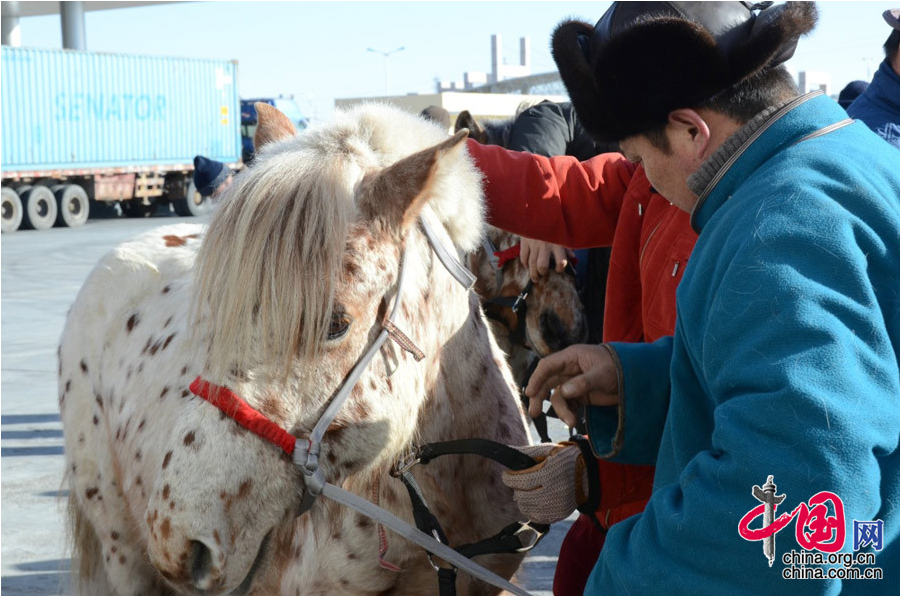 Alta? et Kherlen, les deux chevaux de Mongolie offerts à Xi Jinping, sont arrivés en Chine