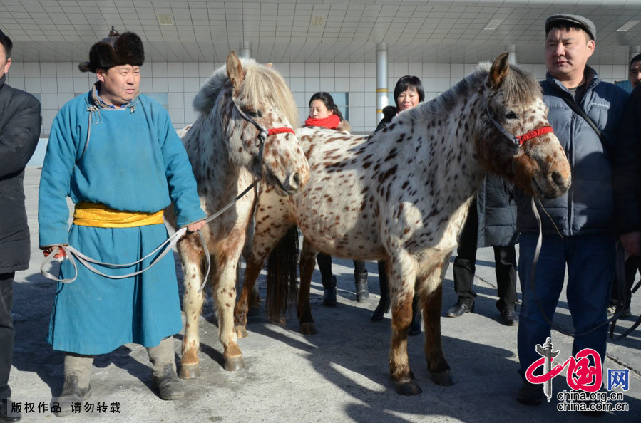 Alta? et Kherlen, les deux chevaux de Mongolie offerts à Xi Jinping, sont arrivés en Chine