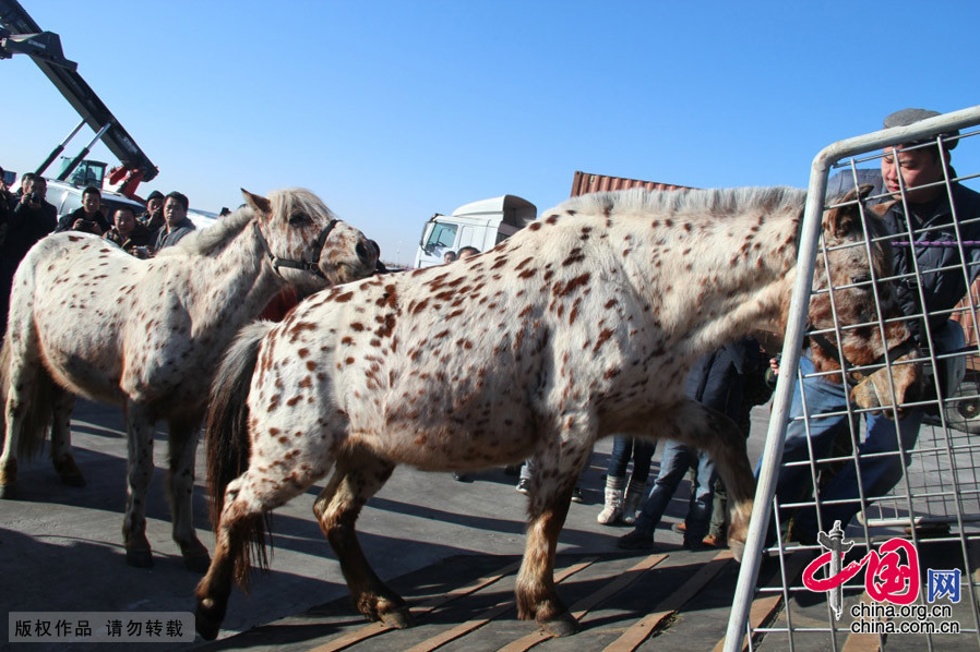 Alta? et Kherlen, les deux chevaux de Mongolie offerts à Xi Jinping, sont arrivés en Chine