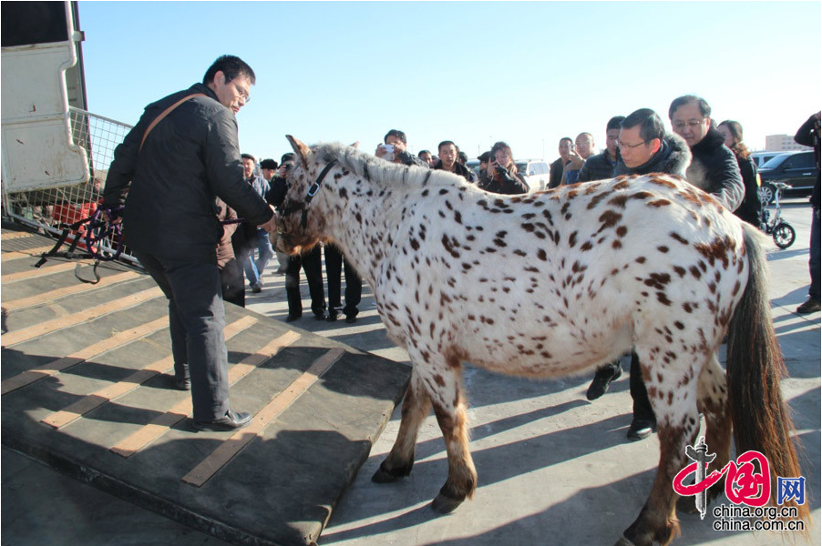 Alta? et Kherlen, les deux chevaux de Mongolie offerts à Xi Jinping, sont arrivés en Chine