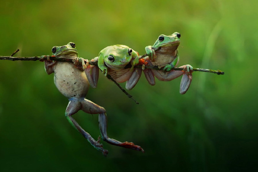 Trois grenouilles s’accrochant à une branche.