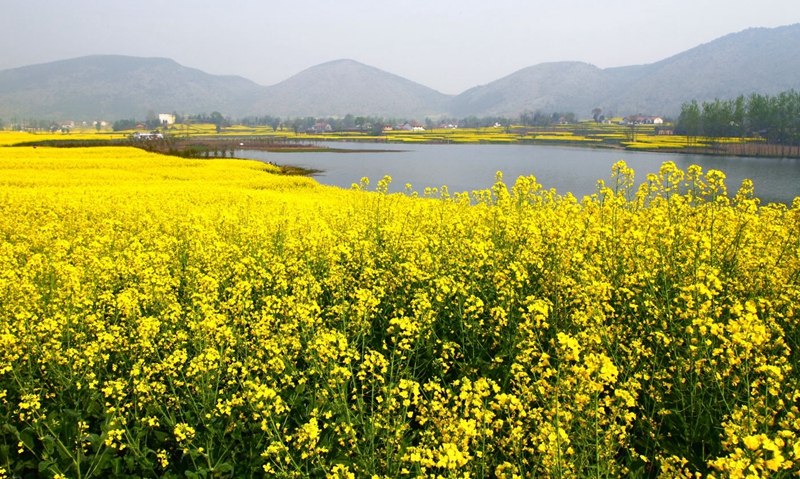 En 2015, venez à Hanzhong admirer la plus belle mer de fleurs de colza de Chine