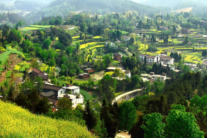 En 2015, venez à Hanzhong admirer la plus belle mer de fleurs de colza de Chine