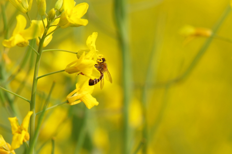 En 2015, venez à Hanzhong admirer la plus belle mer de fleurs de colza de Chine