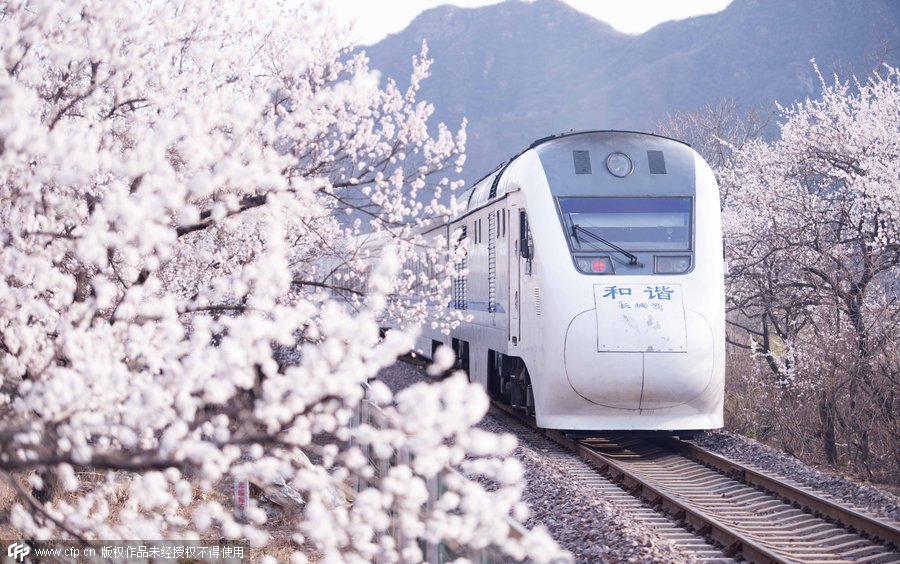 Le 5 avril 2015, un train à grande vitesse du réseau de la compagnie CRH, passe à travers un champ d'abricotiers en fleurs, sur le tron?on Juongguan de la Grande Muraille. [Photo/CFP]