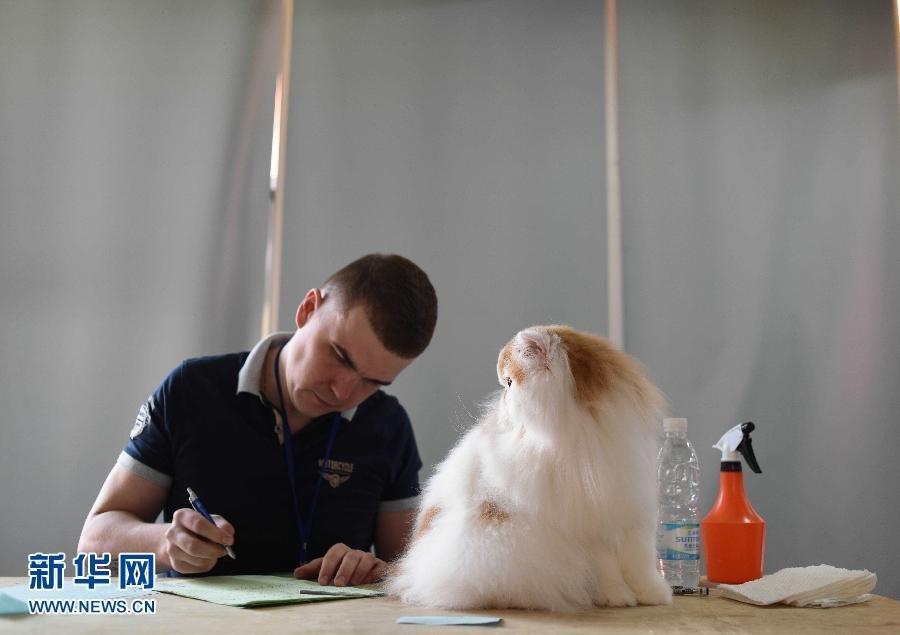 Les animaux de compagnie à l’honneur à Beijing