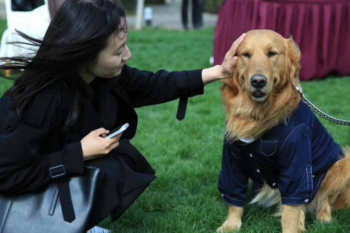 Cérémonie de mariage de groupe d'animaux de compagnie à Beijing