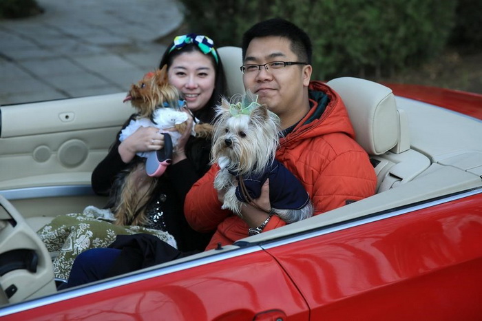 Cérémonie de mariage de groupe d'animaux de compagnie à Beijing