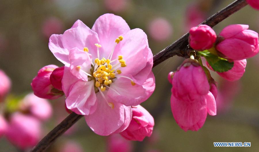 Des fleurs épanouies à Zhangye