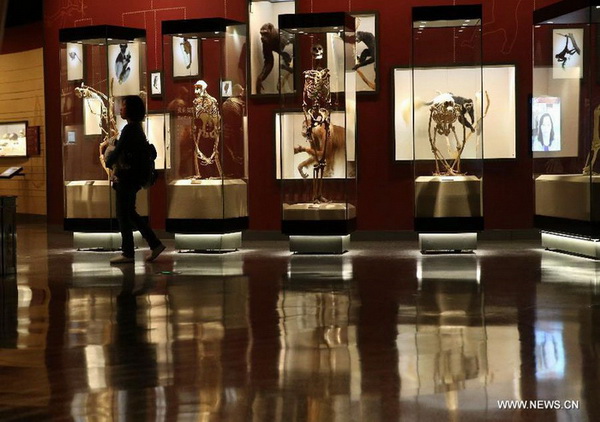 Photo prise le 11 avril 2015 montrant une vue de la salle d'exposition du Musée d’histoire naturelle de Shanghai.