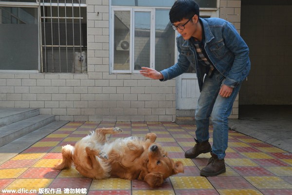 Zhang Zehui entra?ne un chien à se coucher sur le sol dans sa ferme de Shijiazhuang, capitale de la Province du Hebei, dans le Nord de la Chine, le 7 avril 2015. [Photo / IC]