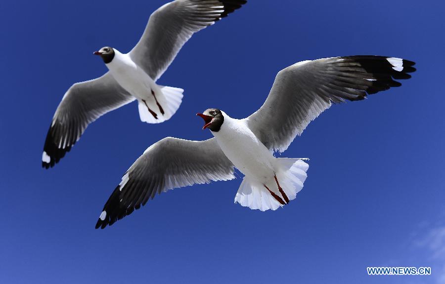 Lac Qinghai: un paradis pour des oiseaux