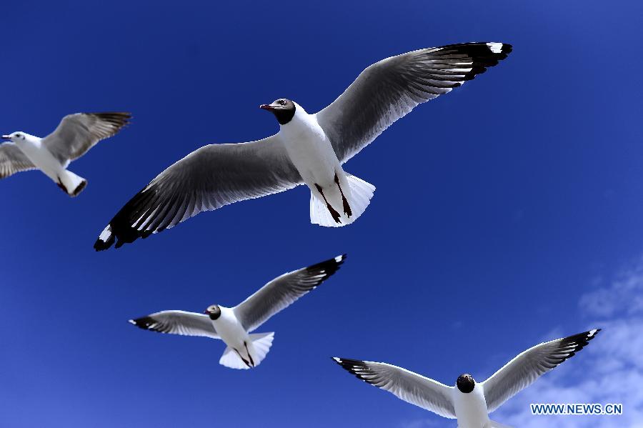 Lac Qinghai: un paradis pour des oiseaux