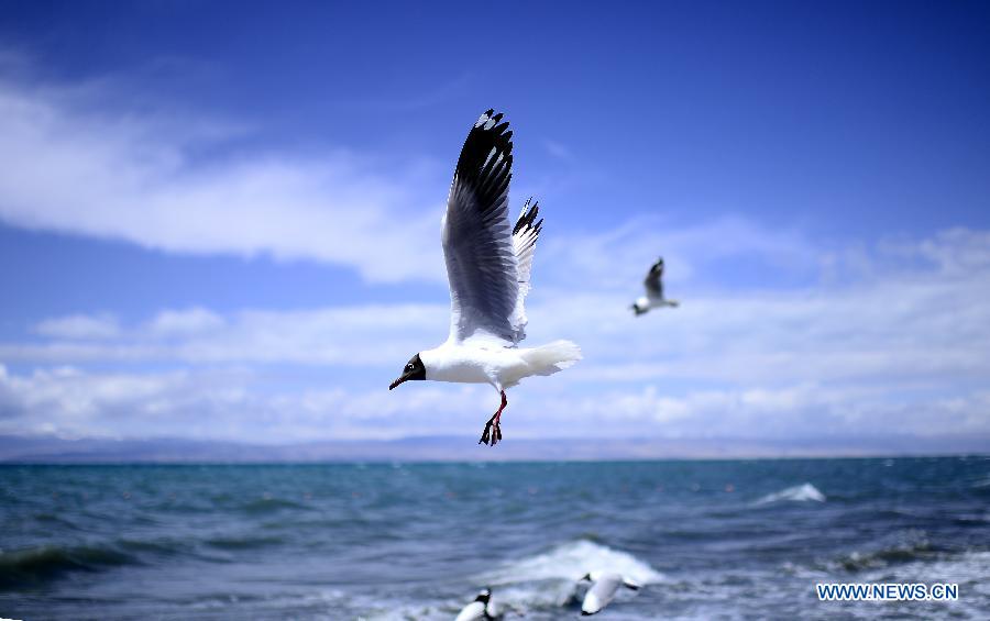 Lac Qinghai: un paradis pour des oiseaux