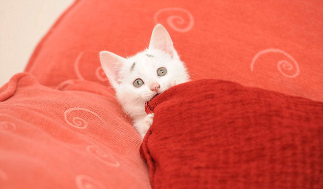 Royaume-Uni : c'est au tour du ? chat inquiet ? de faire le buzz