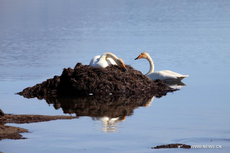 Photo prise le 9 mai 2015 montrant des cygnes qui se reposent dans le lac Sayram, dans la préfecture de Bortala, dans la région autonome ou?goure du Xinjiang (nord-ouest de la China). (Xinhua/Shen Zhijun)