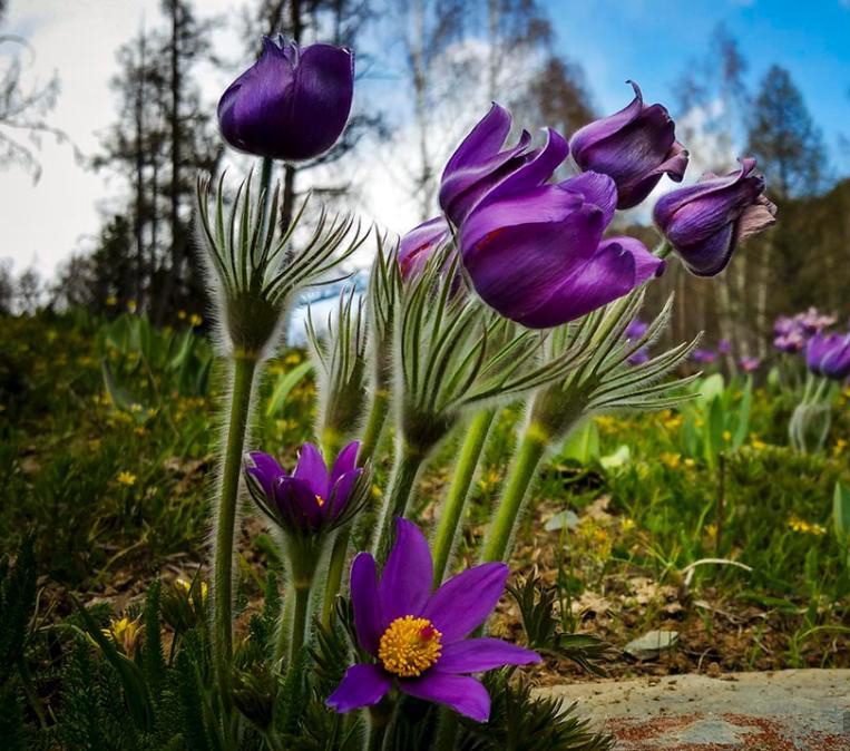 Une belle montagne en fleurs dans le Xinjiang